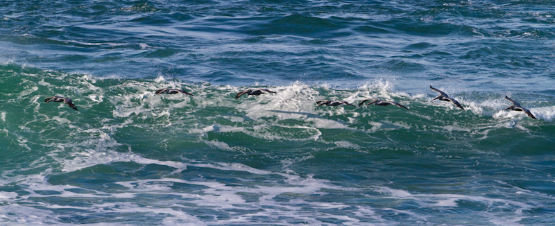 Brown Pelicans In Flight